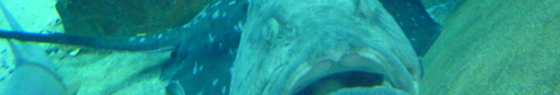 ドライヤーの情報